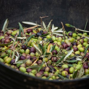 Málaga olive oil tour