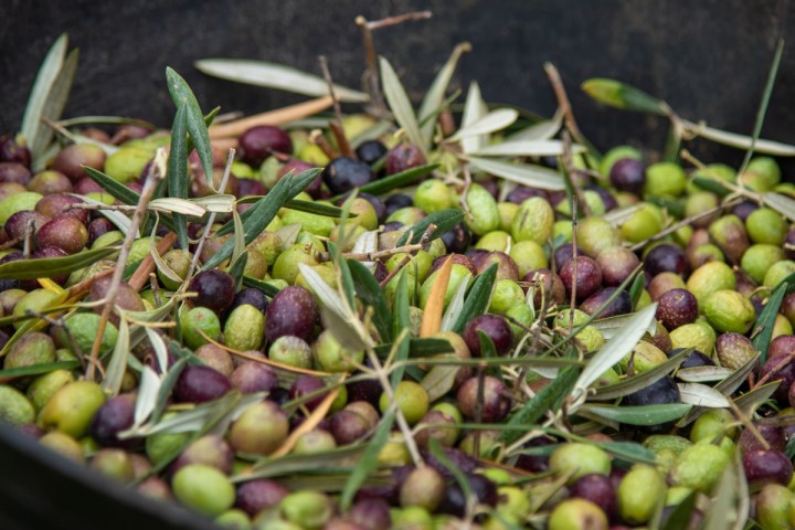 Málaga olive oil tour