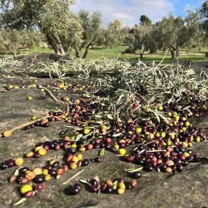Málaga olive oil tour