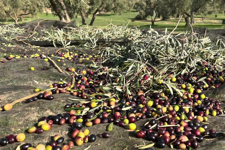 Málaga olive oil tour