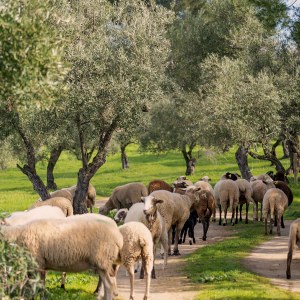 Málaga olive oil tour