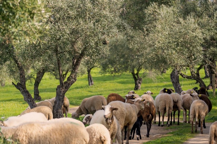 Málaga olive oil tour