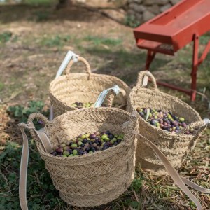 Málaga olive oil tour