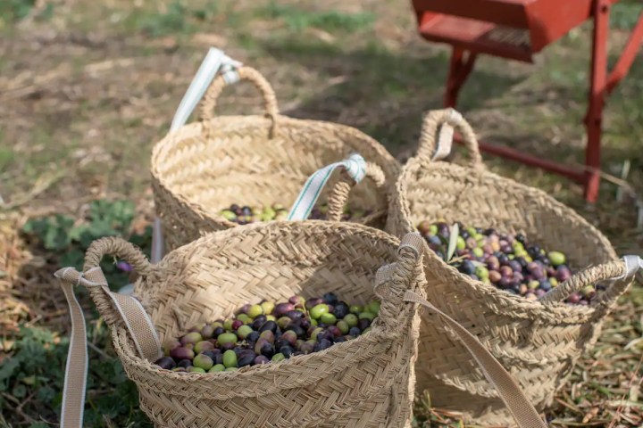 Málaga olive oil tour
