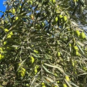 Málaga olive oil tour