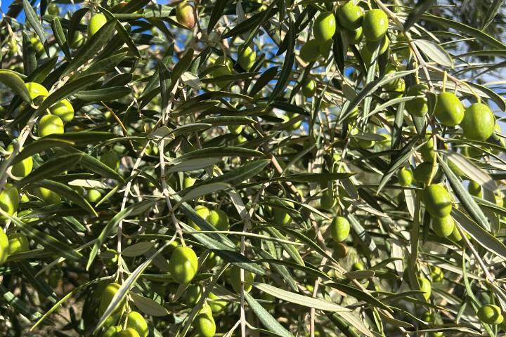 Málaga olive oil tour