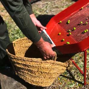 Málaga olive oil tour