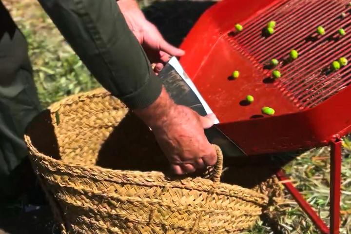 Málaga olive oil tour