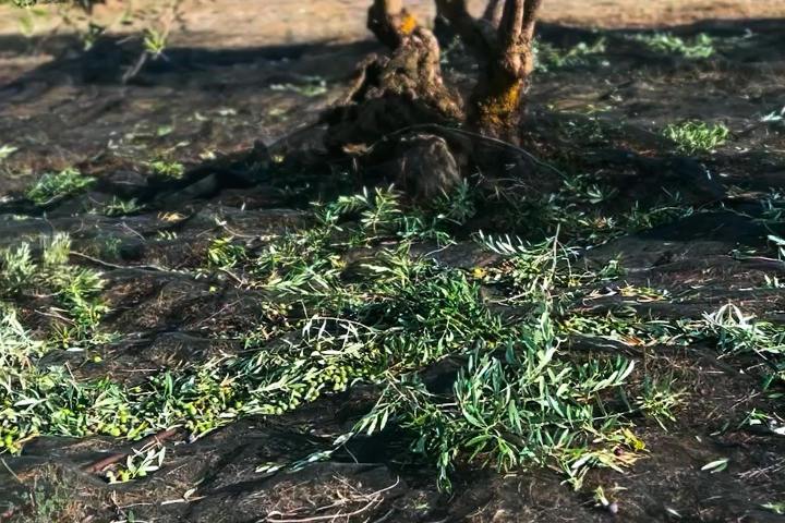 Málaga olive oil tour