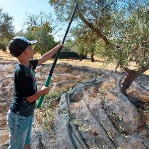 Málaga olive oil tour