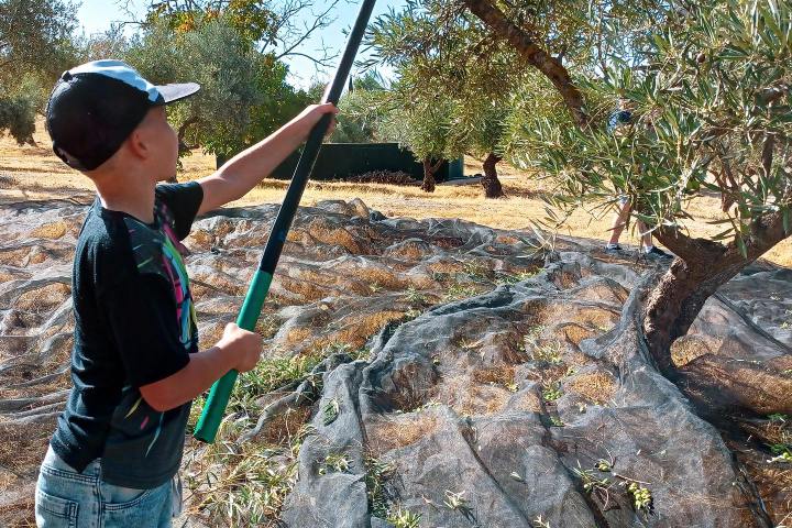 Málaga olive oil tour