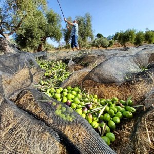 Málaga olive oil tour