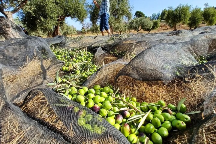 Málaga olive oil tour