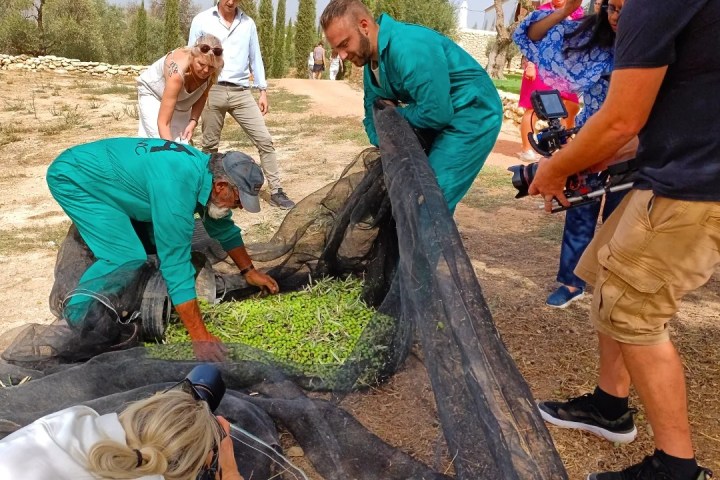 Málaga olive oil tour