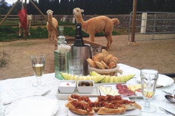 Alpaca farm tour with picnic