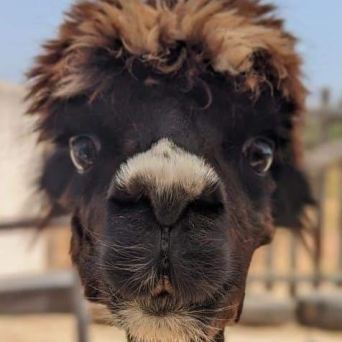 Mallorca Alpaca Tour