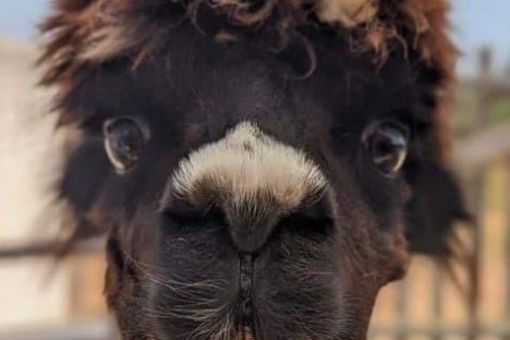 Mallorca Alpaca Tour