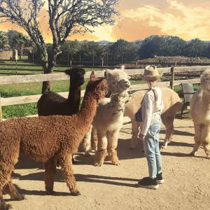 Mallorca Alpaca Tour
