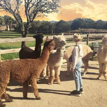 Mallorca Alpaca Tour