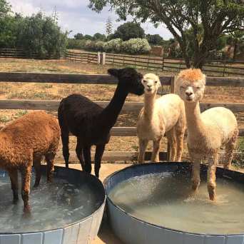 Mallorca Alpaca Tour