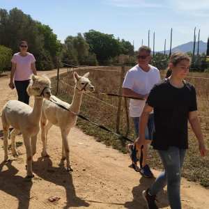 Mallorca Alpaca Tour