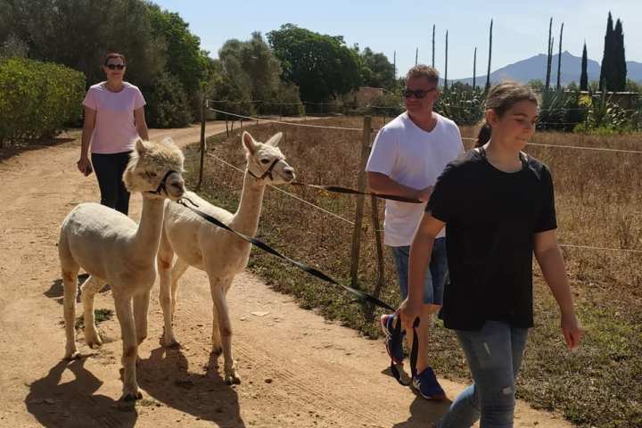 Mallorca Alpaca Tour
