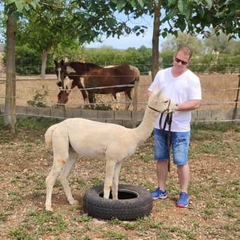 Mallorca Alpaca Tour
