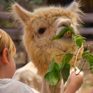 Mallorca Alpaca Tour