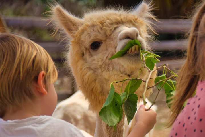 Mallorca Alpaca Tour