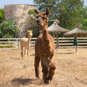 Mallorca Alpaca Tour