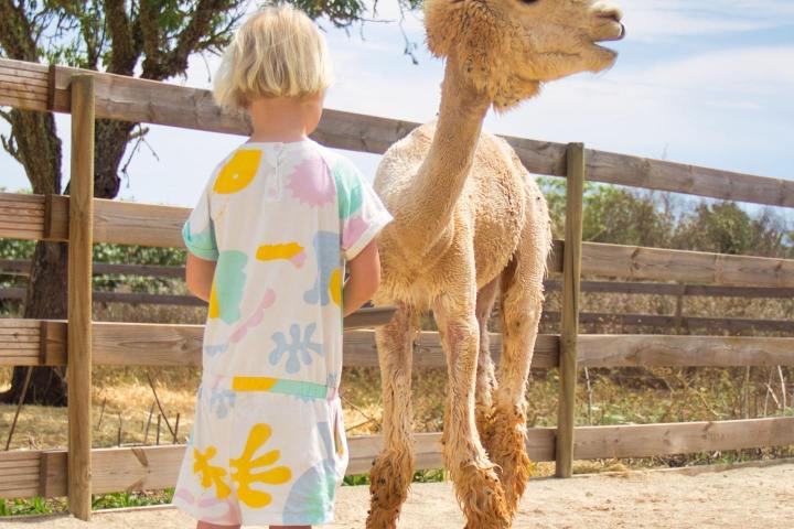 Mallorca Alpaca Tour