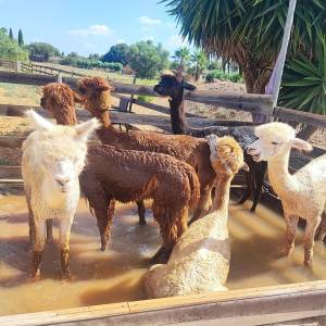 Mallorca Alpaca Tour