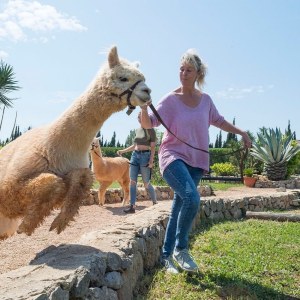 Mallorca Alpaca Tour