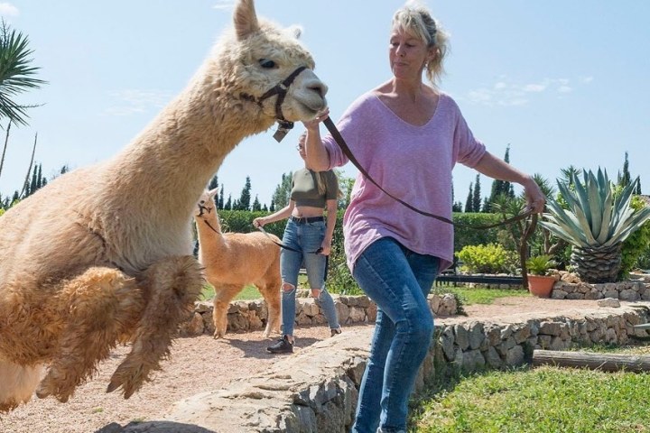 Mallorca Alpaca Tour