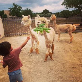 Mallorca Alpaca Tour