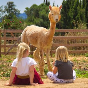 Mallorca Alpaca Tour