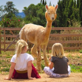 Mallorca Alpaca Tour