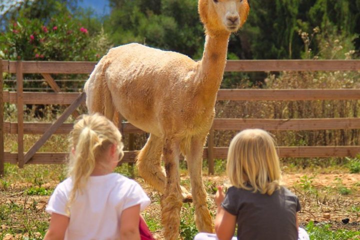 Mallorca Alpaca Tour