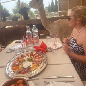Mallorca Alpaca Tour