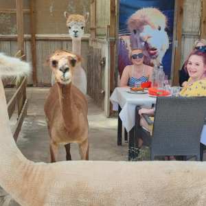 Mallorca Alpaca Tour