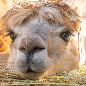 Mallorca Alpaca Tour