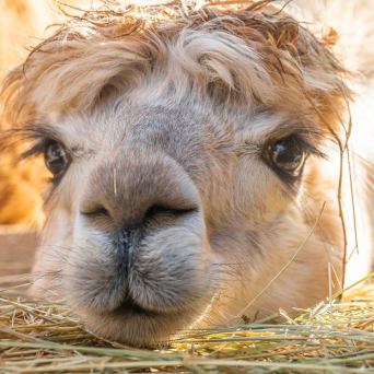 Mallorca Alpaca Tour