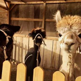 Mallorca Alpaca Tour