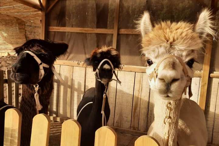 Mallorca Alpaca Tour