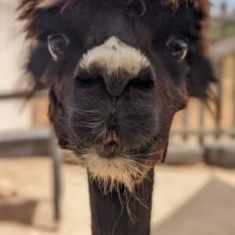Mallorca Alpaca Tour