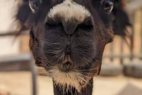 Mallorca Alpaca Tour