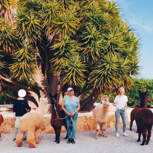 Mallorca Alpaca Tour