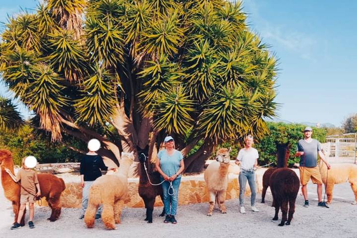 Mallorca Alpaca Tour
