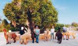 Mallorca Alpaca Tour