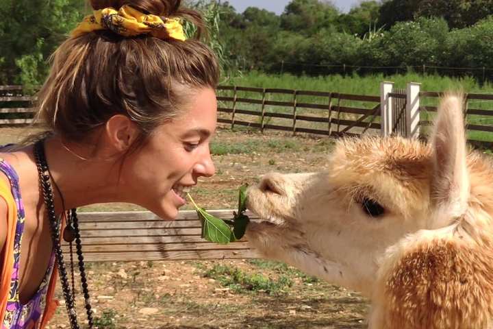 Mallorca Alpaca Tour